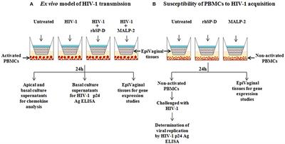 Surfactant Protein D Reverses the Gene Signature of Transepithelial HIV-1 Passage and Restricts the Viral Transfer Across the Vaginal Barrier